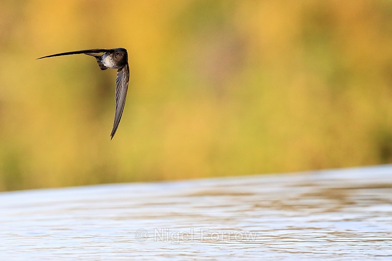 Cave Swiftlet flying over pool, Lovina, Bali - Cave Swiftlet