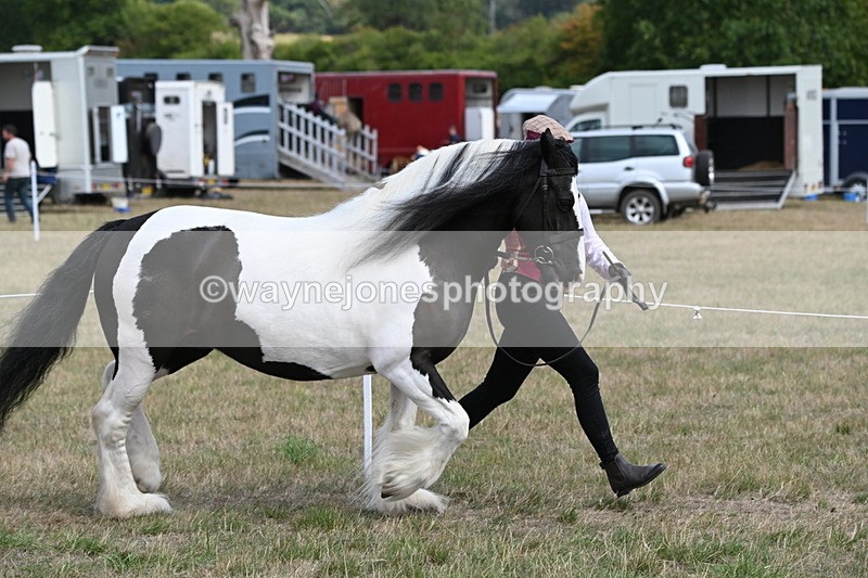 WJ6_6521 - Class 20 In-hand Cob