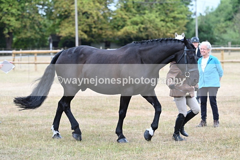 WJ7_0050 - Class 5a Most Handsome Gelding (above 14.2hh)