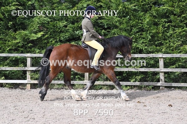 BPP_7590 - RING 1  (RIDDEN HORSES / IN HAND / VETERAN ETC)