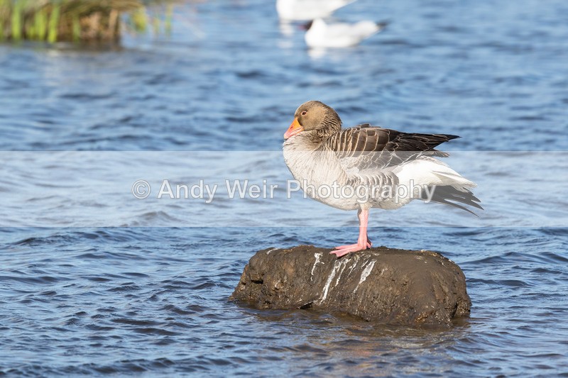 20170314-8E0A4000 - Geese