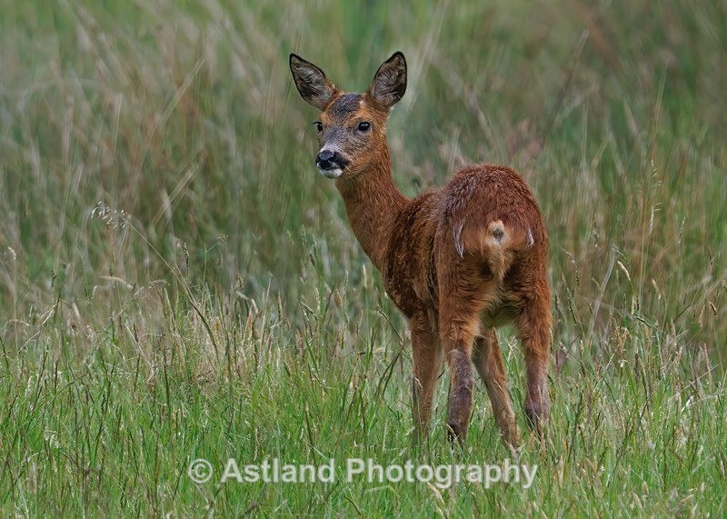 Roe Deer - Latest Images