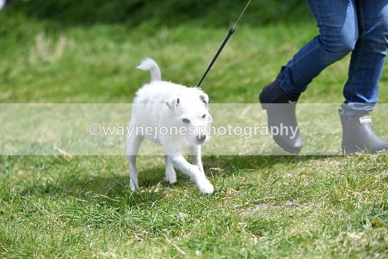 WJ5_0404 - Class 7 Best Terrier