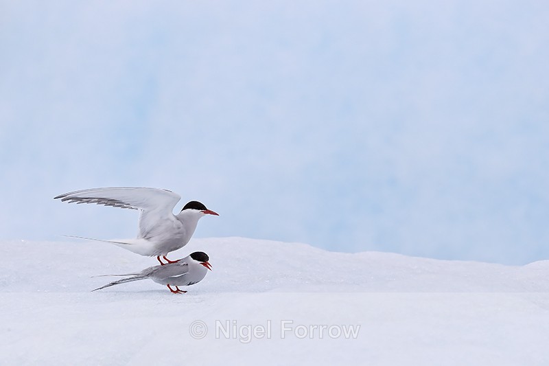 Arctic Tern pair, Jokulsarlon, Iceland - Arctic Tern