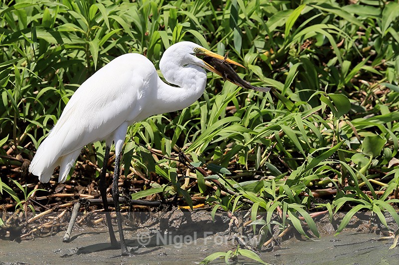 Great Egret with fish, Sierpe River, Costa Rica - Great Egret