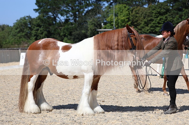 3E7A9920 - In Hand Championship