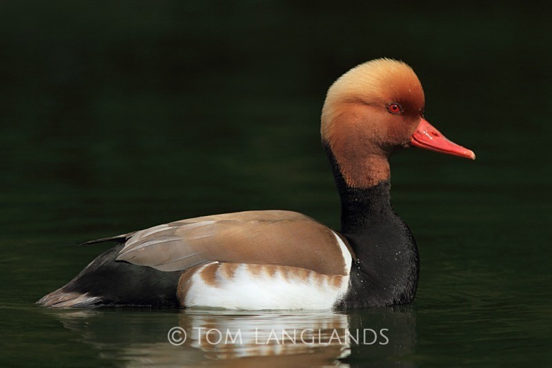 Red-crested Pochard - Wildfowl