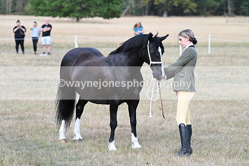 WJ7_8321 - In-hand Championship