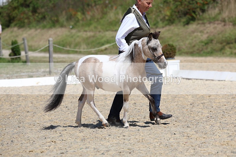 3E7A9448 - Class 30: Mnititature Horse