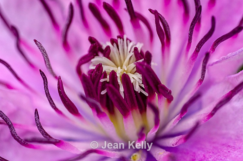 Purple Clematis - DSC_5023 - Purple