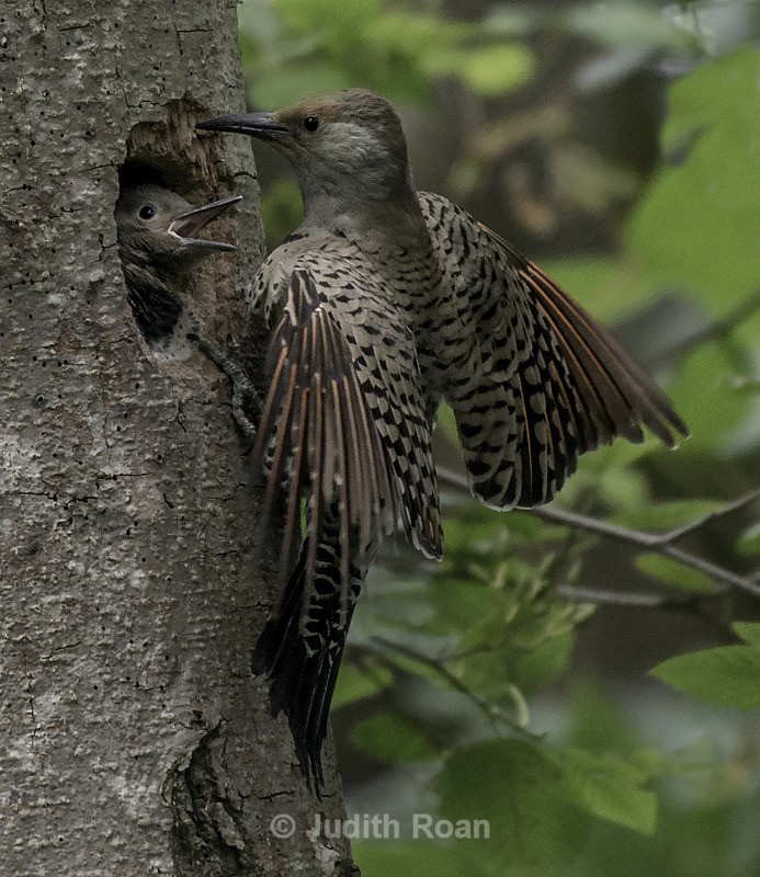 Northern Flicker female with young - Backyard Birds of the Pacific Northwest