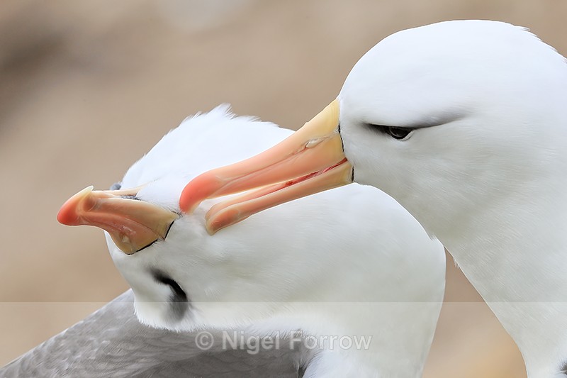 Allopreening Black-browed Albatrosses, West Point Island, Falklands - Black-browed Albatross