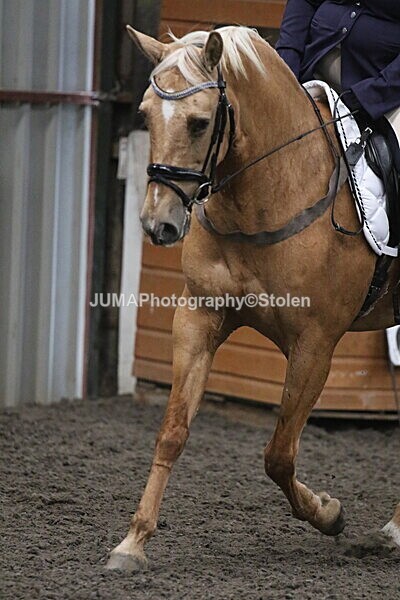 SIAL5505 - CAbin Dressage 5th july 2025