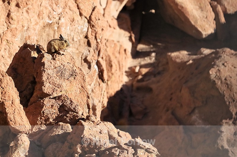Well-camouflaged Viscacha on rock, Chile - Viscacha