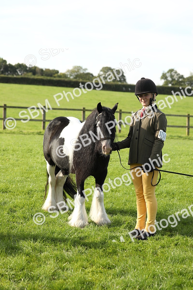 SBM_60965 - S43 - Coloured Pony In Hand