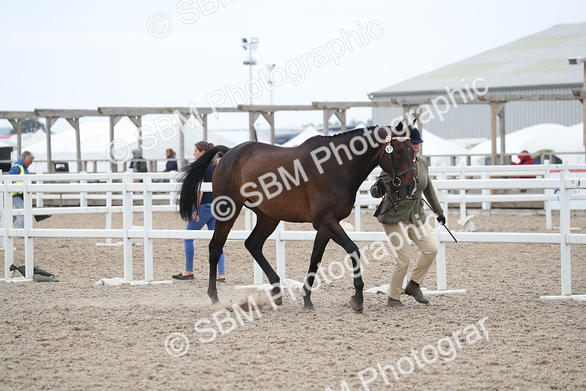SBM_17882 - Class 317 IH Pure bred Horse/Pony