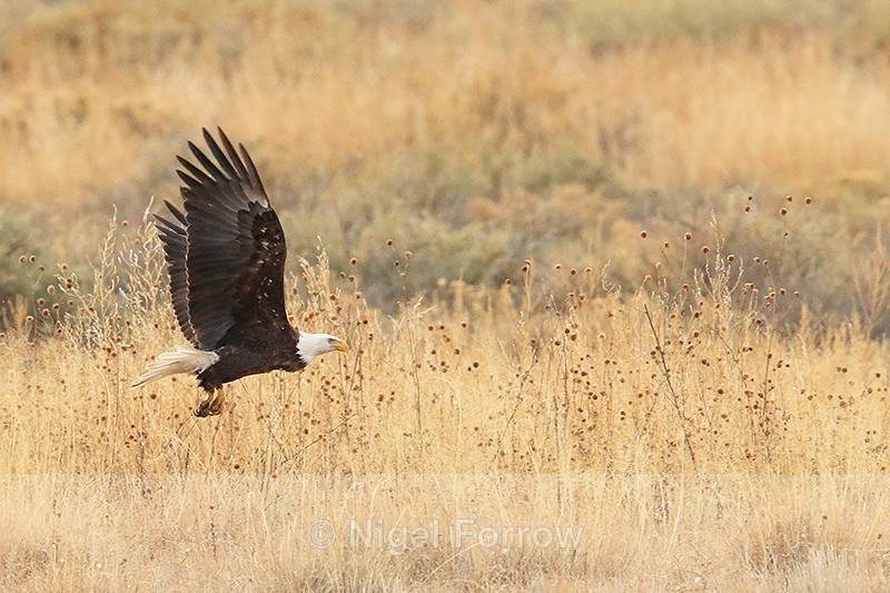 Bald Eagle flying, Bosque del Apache, New Mexico - Bald Eagle