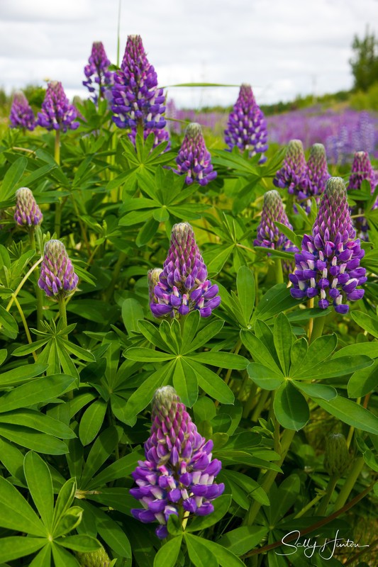 Wild Lupines