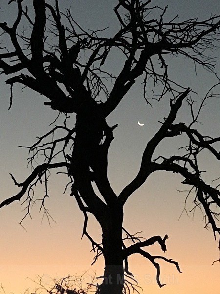 Tree Silhouette - LANDSCAPES & TREES