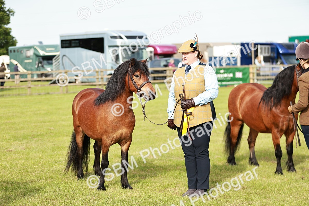 SBM_00551 - Class 14-23 - Mountain & Moorland In Hand Non Welsh