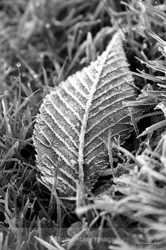 frosty leaf - Black and White