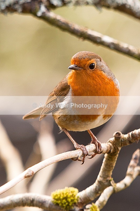 20120122-_MG_8779 - Robin
