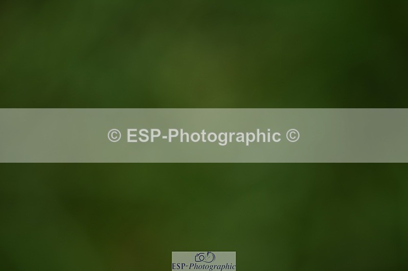 240605-130024-00991 - Cls 4 Novice 37 SQ