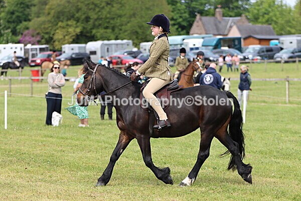IMG_2678 - Working Hunter