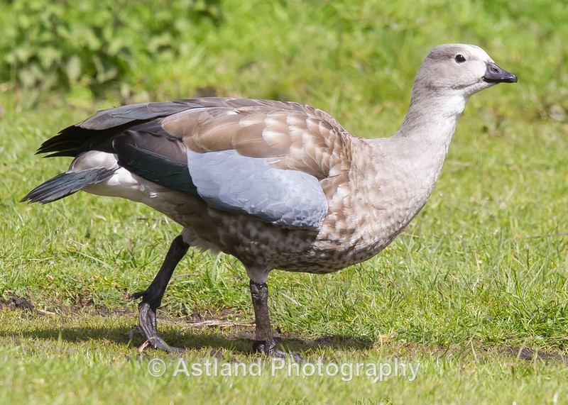 Astland Photography, Bird and Wildlife Images, Susan and Peter Wilson, U.K.