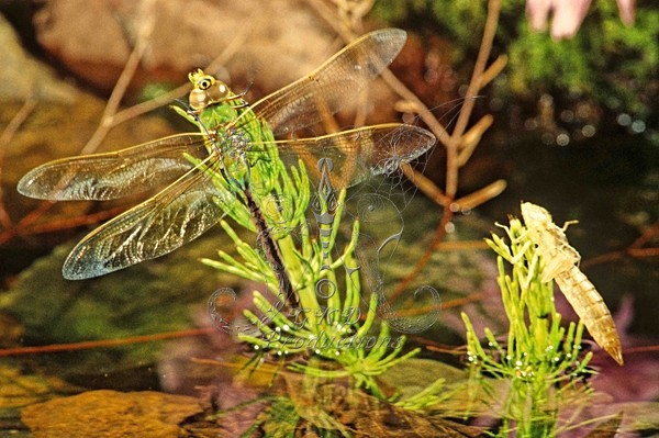 Dragonfly w/Nymph casing - Calif., USA - ANIMALS