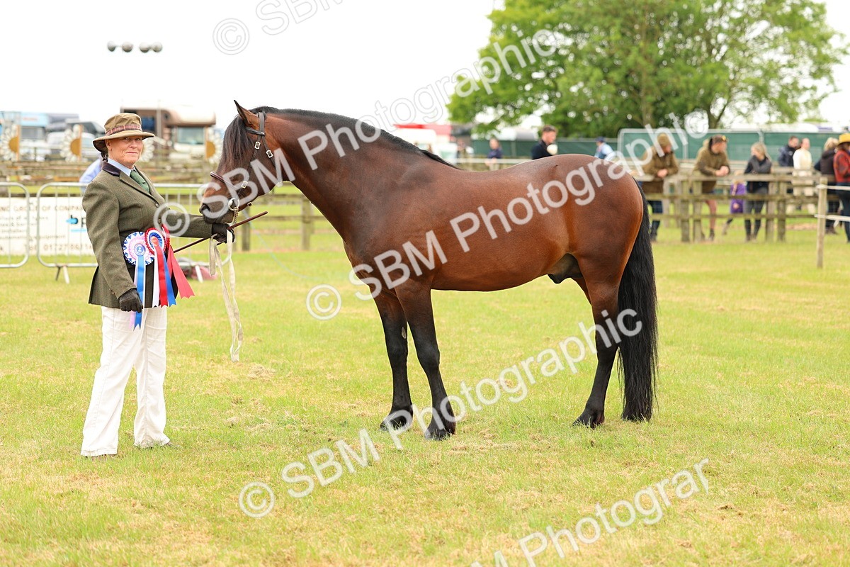 SBM_04317 - Class 64-67 - Shetland Pony In Hand