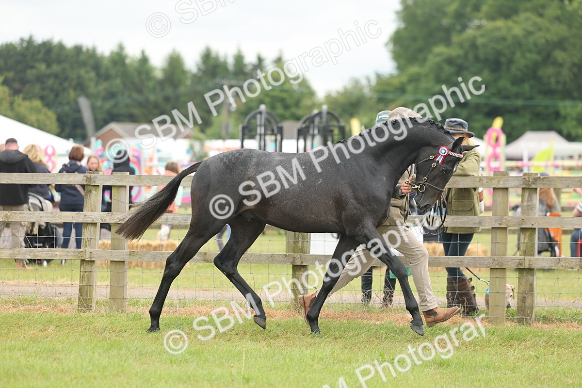 SBM_05466 - Class 68-73 - Riding Pony Breeding