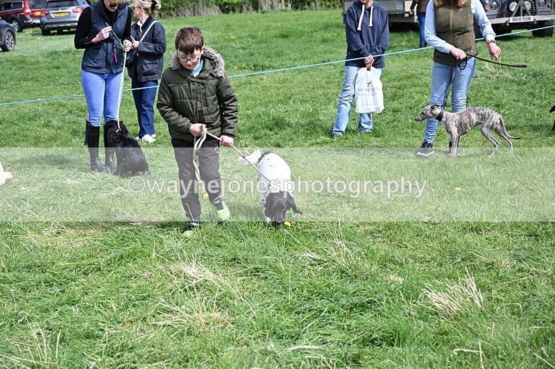 WJ6_9059 - Class 8 Best Working / Gun Dog or Bitch