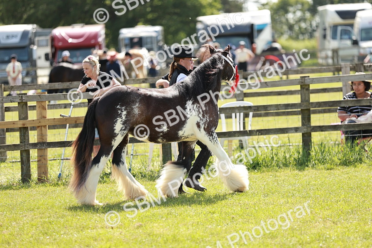 SBM_08734 - Class 63-65 - Traditional Gypsy Cobs In Hand & Ridden