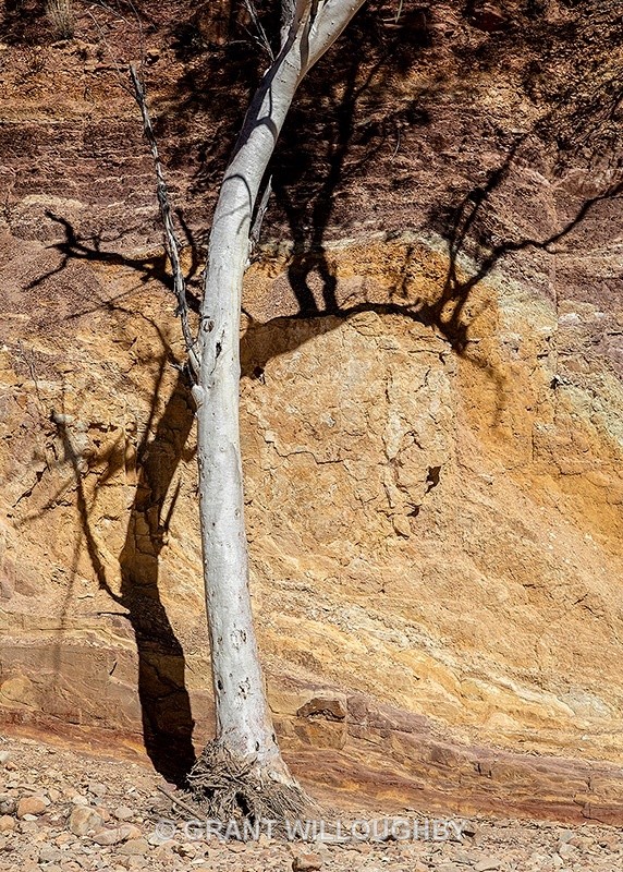 Ghost gum shadow image - Australia