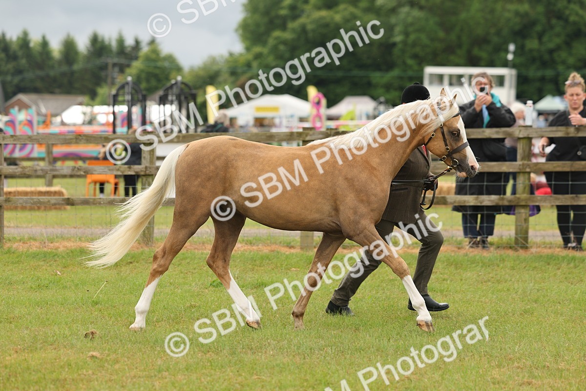 SBM_02115 - Class 50-57 - M&M Welsh Pony In Hand