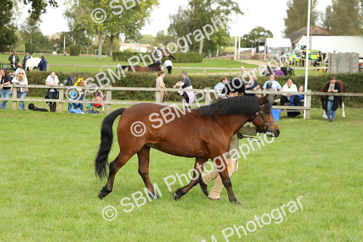 SBM_62808 - S46 - Mountain & Moorland In Hand Small Breeds