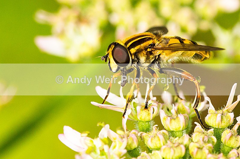 20130823-3K8A5549 - Insects
