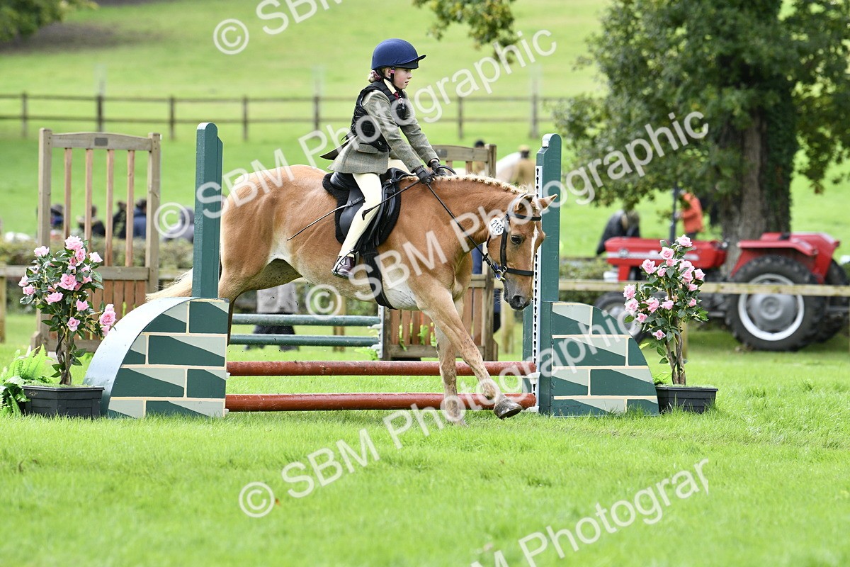 SBM_41477 - S32 - Mountain & Moorland Working Hunter Pony