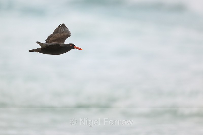 Blackish Oystercatcher, Saunders Island, Falklands - Blackish Oystercatcher