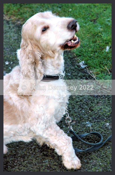 Barney - Walking the Dog