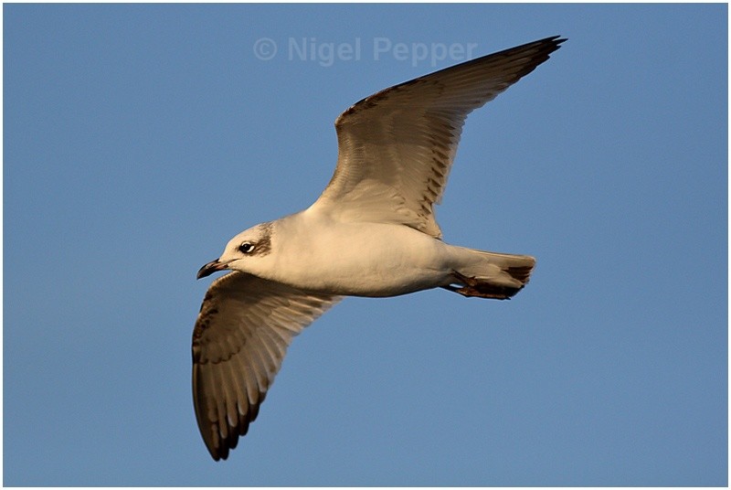 1st-yr Med Gull ( 1 ) - Gulls
