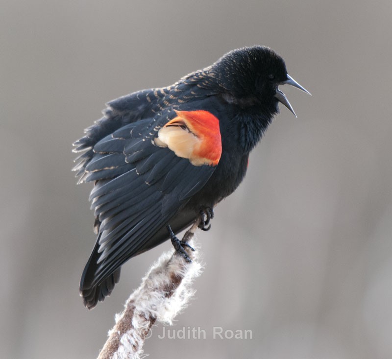 Red-winged Blackbird, male - Backyard Birds of Mercer Island