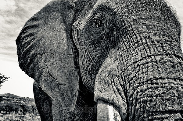 African Elephant, Laikipia, Kenya
