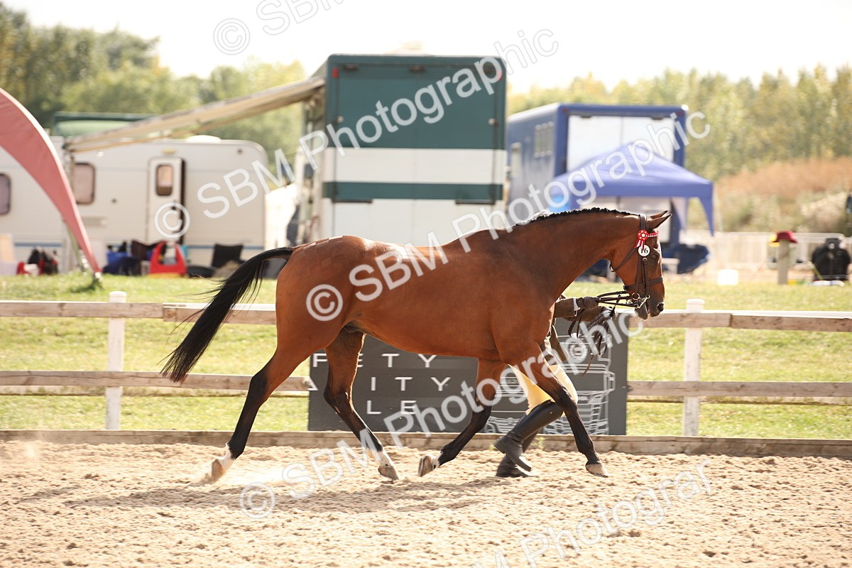 SBM_08152 - Class 27 - IH Competition Horse-Pony