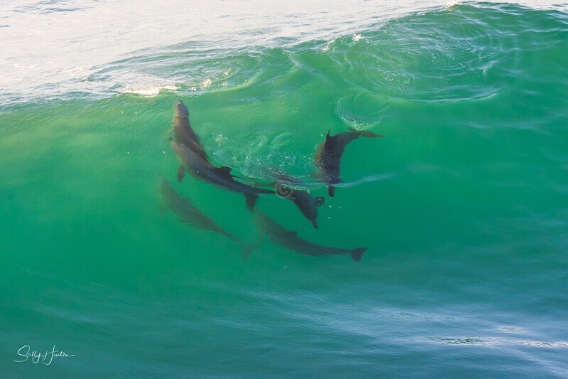 Dolphins playing in wave - Dolphins