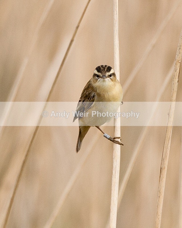 20090509-WE 168 - Sedge Warbler