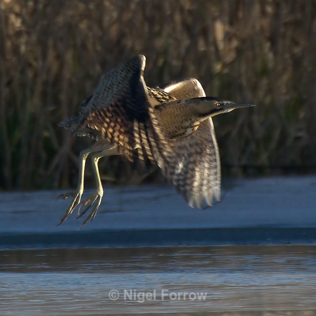 Bittern cranking up after lift off at Otmoor - Bittern