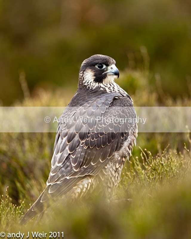  - Peregrine Falcon