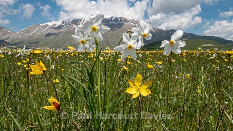 Wild Tulips (Tulipa sylvestris ssp australis) growing with Poet's Narcissus (Narcissus poeticus - Flowers in the Landscape - 2